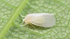 Mdges na vnitřních rostlinách: metody bojů a preventivních opatření